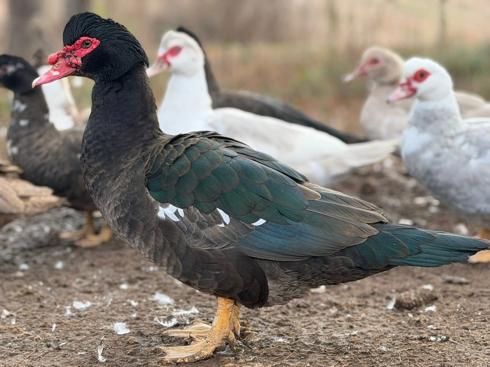 Muscovy Ducky Teaser